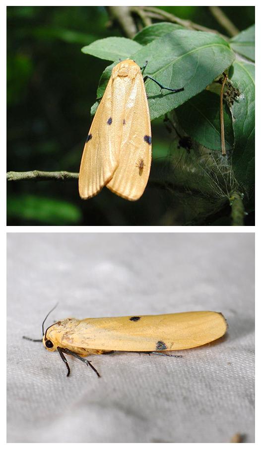 identificazione falena - Lithosia quadra (femmina)